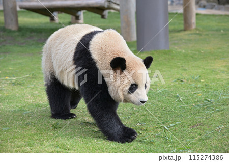 お散歩中の梅浜 115274386