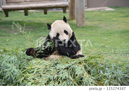 おいしそうに竹を食べる永浜 おいしそうに竹を食べる永浜 115274387