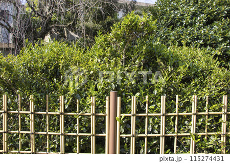 紅樹院 西尾茶の原樹 西尾市 115274431