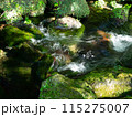 川の流れ 115275007