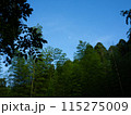 森の中の空 115275009