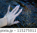 水に触れる手 115275011