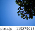 木陰の空を仰ぐ 115275013