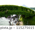 緑に覆われた橋 115275015