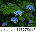 暗がりのアジサイ 115275017
