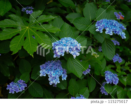 暗がりのアジサイ 115275017
