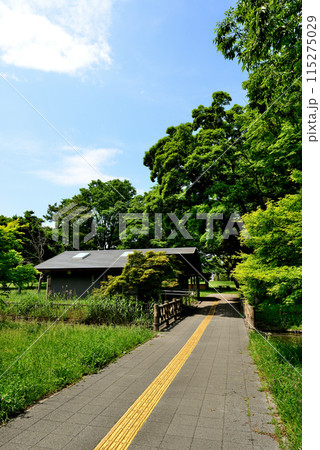 東京　都立水元公園のキャンプ場の風景 115275029