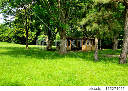 東京　都立水元公園のキャンプ場の風景 115275035