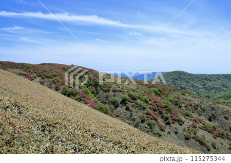 大川嶺連峰 笹原とミツバツツジの群生 (愛媛県 四国カルスト) 大川嶺連峰 笹原とミツバツツジの群生 (愛媛県 四国カルスト) 115275344