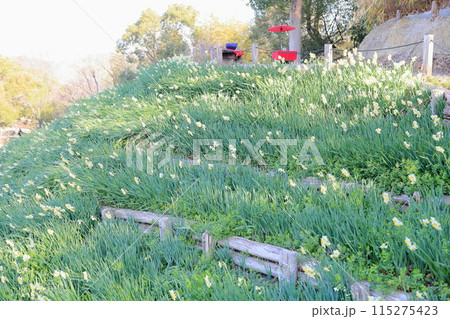 スイセンの花 満開 スイセンの花 満開 115275423