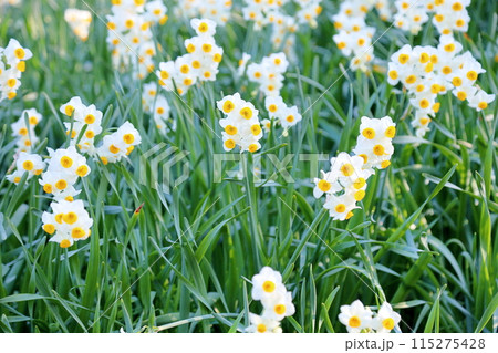 スイセンの花 満開 スイセンの花 満開 115275428