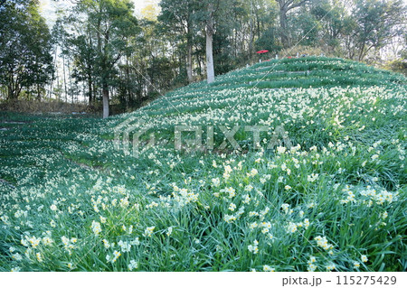 スイセンの花 満開 スイセンの花 満開 115275429