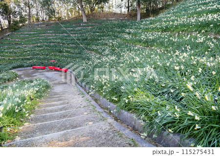 スイセンの花 満開 スイセンの花 満開 115275431