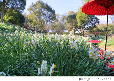 スイセンの花　満開 115275521