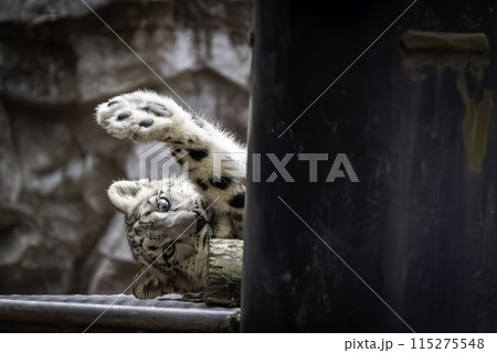 寝転ぶユキヒョウの子ども 115275548