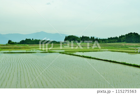 田植えの終わった水田 115275563