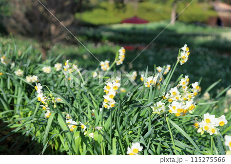 スイセンの花　満開 115275566