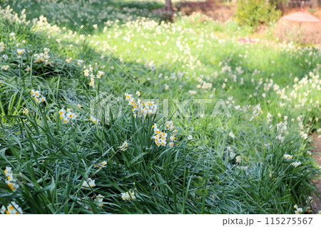 スイセンの花　満開 115275567