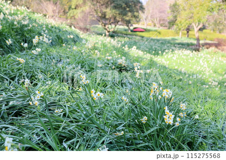 スイセンの花 満開 スイセンの花 満開 115275568