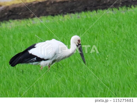 田んぼで餌を探すコウノトリ 田植え後 初夏 田んぼで餌を探すコウノトリ 田植え後 初夏 115275681