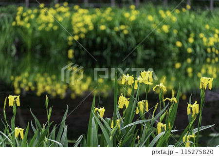 満開の黄菖蒲 満開の黄菖蒲 115275820