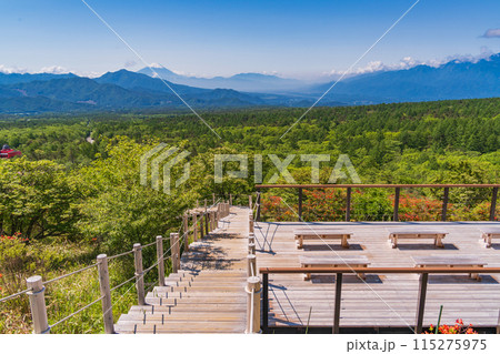 （山梨県）ツツジ咲く清里の美し森・展望テラスから富士山遠望 115275975