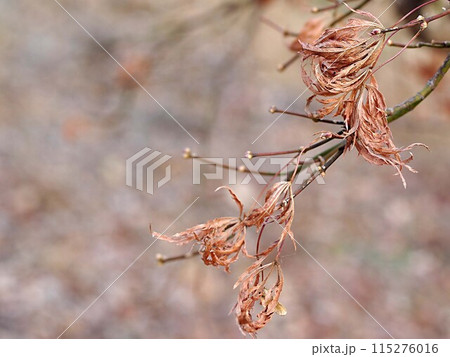 冬の枯れモミジとコピースペース 115276016