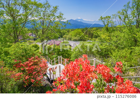 （山梨県）富士山の見える展望所・鮮やかなレンゲツツジ咲く清里の美し森 115276086