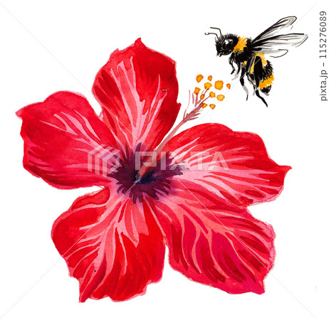 Hibiscus flower and flying bee. Hand drawn ink and watercolor drawing 115276089