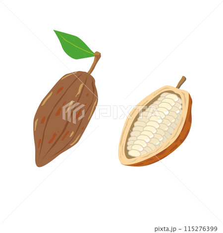 カカオポッドとカカオの実のイラスト 115276399