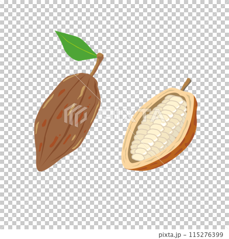 カカオポッドとカカオの実のイラスト 115276399