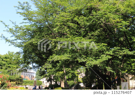 大蔵運動場を歩いた 115276407