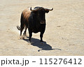 bull in spain running in the bullring arena 115276412