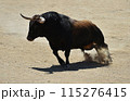 bull in spain running in the bullring arena 115276415