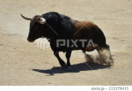 bull in spain running in the bullring arena bull in spain running in the bullring arena 115276415