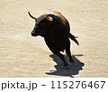 fighting bull in spain 115276467