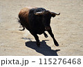 fighting bull in spain 115276468