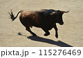 fighting bull in spain 115276469