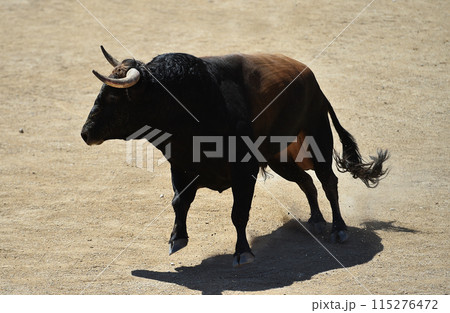 fighting bull in spain 115276472