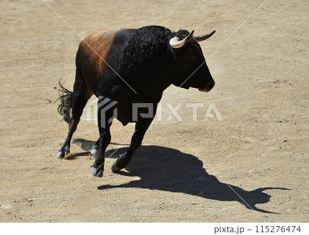 fighting bull in spain fighting bull in spain 115276474