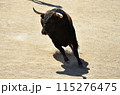 fighting bull in spain 115276475