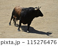 fighting bull in spain 115276476