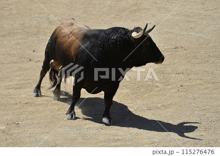 fighting bull in spain fighting bull in spain 115276476