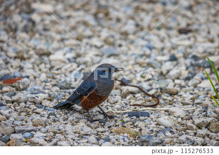小笠原諸島・母島 イソヒヨドリ 小笠原諸島・母島 イソヒヨドリ 115276533