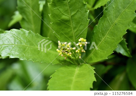 センリョウの花 おしべとめしべ センリョウの花 おしべとめしべ 115276584