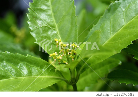 センリョウの花 おしべとめしべ 115276585