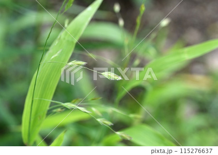 コバンソウの穂 115276637