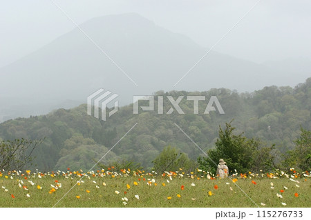 鳥取 四季の散歩 春 花 花回廊 鳥取 四季の散歩 春 花 花回廊 115276733