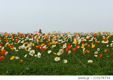 鳥取 四季の散歩 春 花 花回廊 鳥取 四季の散歩 春 花 花回廊 115276734