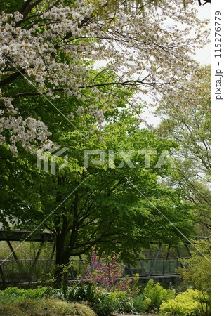 鳥取　四季の散歩　春　花   花回廊 115276779
